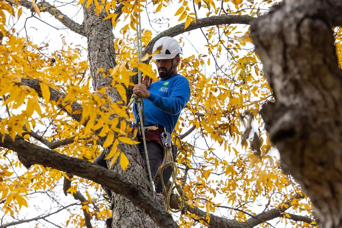 Skilled Storm Damage Cleanup crew working in Stockdale