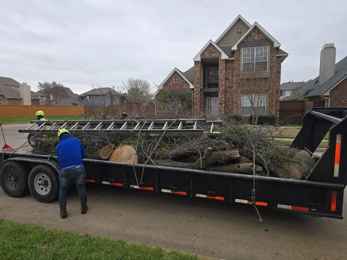Expert Tree Removal with proper safety equipment in Stockdale